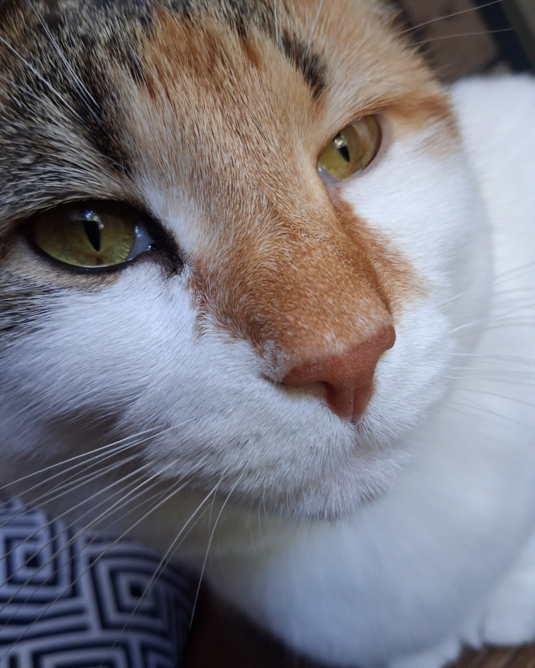 Callie the Calico maincoon. Cat, Abyssinian