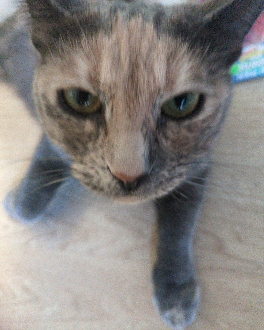 Floofy the kitty the idk. Cat, Kitten, Abyssinian