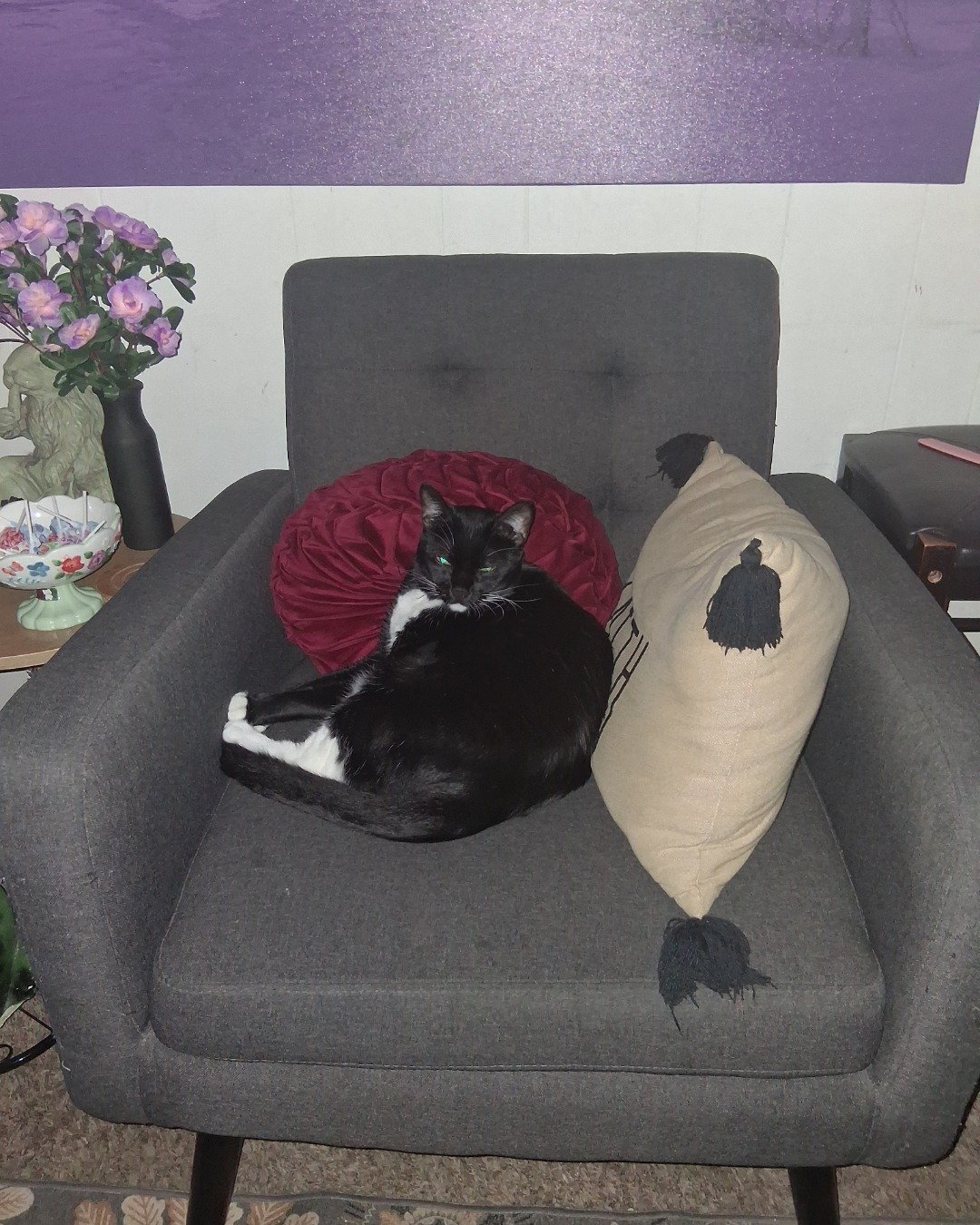 Angel the Tuxedo. Furniture, Cushion, Home Decor, Plant, Potted Plant, Chair