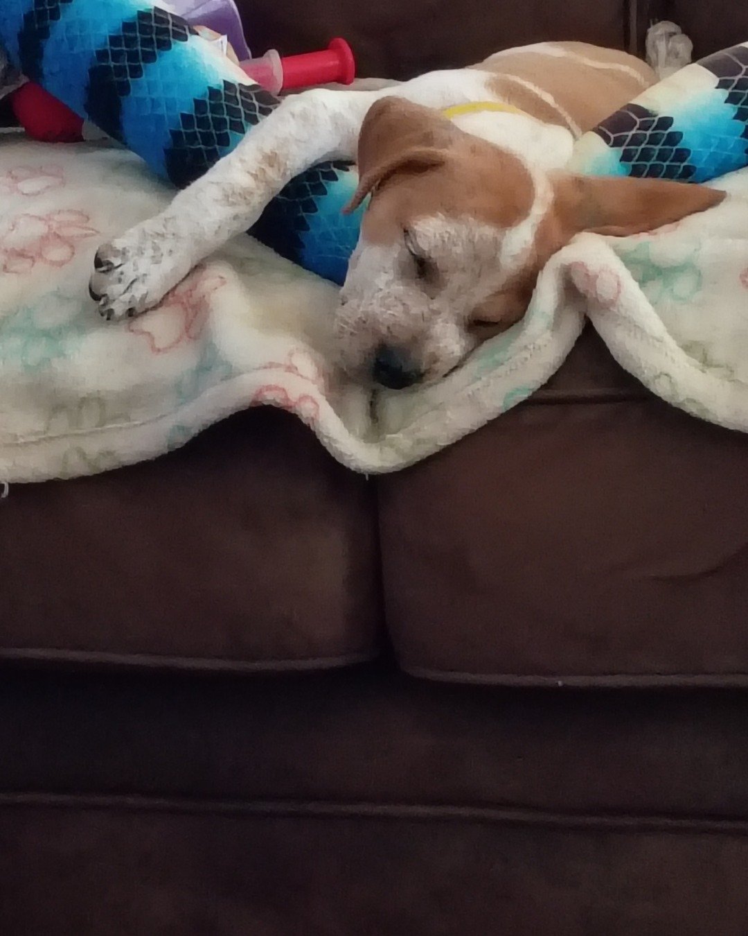 Jac. Couch, Furniture, Dog, Puppy, Cushion, Home Decor