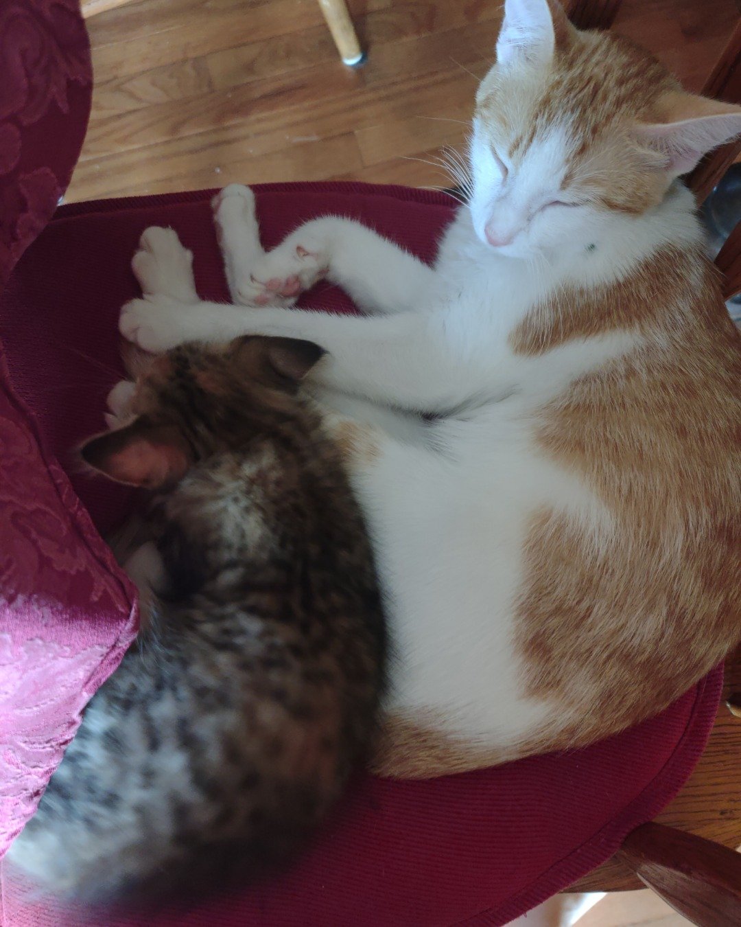 runt , abbey jr. ,and peanut butter cup the Tabby and calico. Person, Sleeping, Couch, Furniture, Cushion, Home Decor