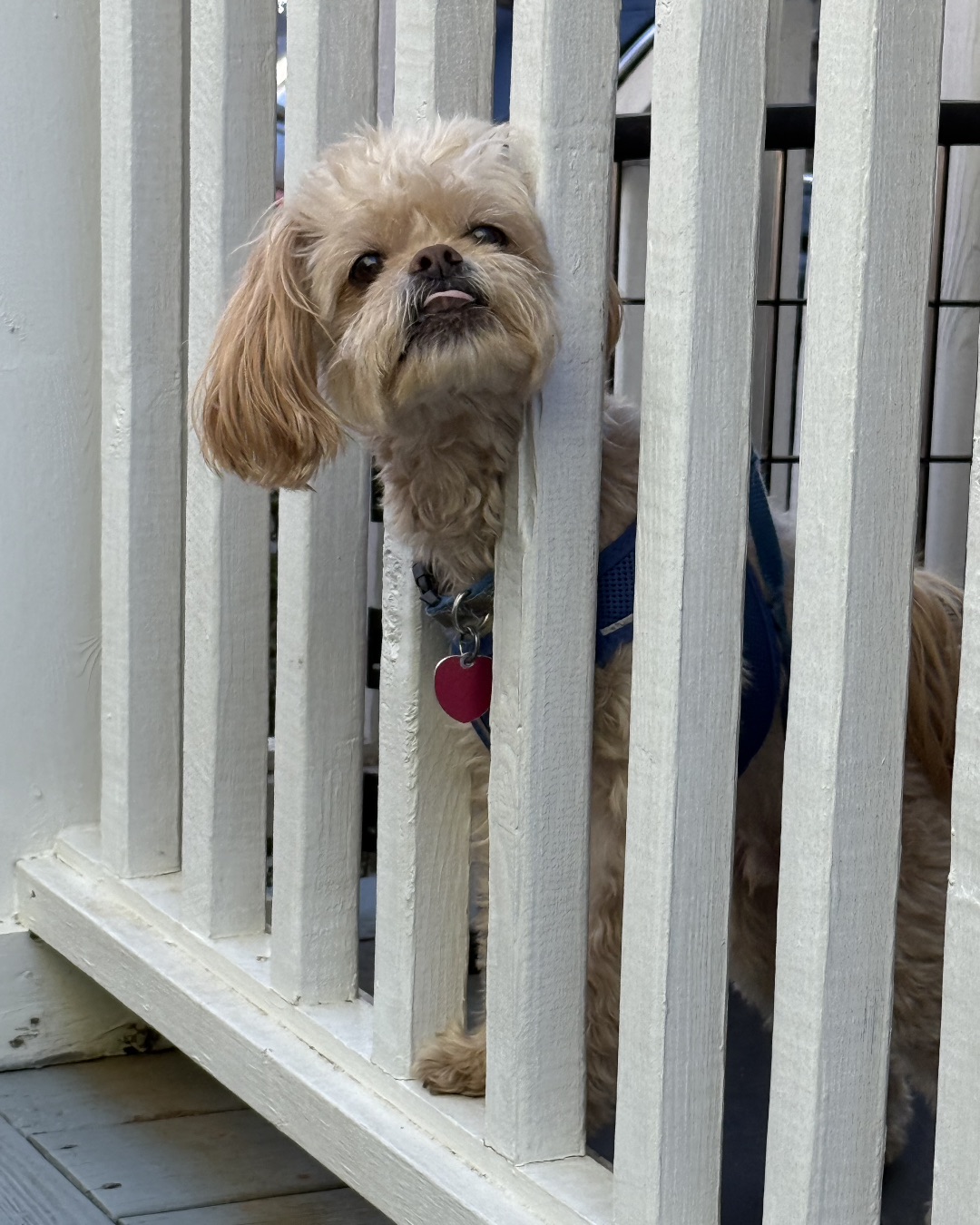 Chewie the Peekapoo