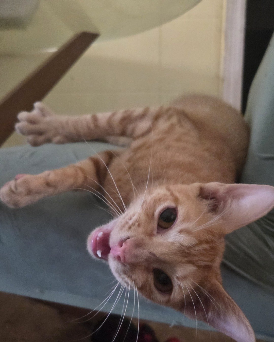 Hades the Orange cat. Cat, Kitten, Cushion, Home Decor, Person, Furniture