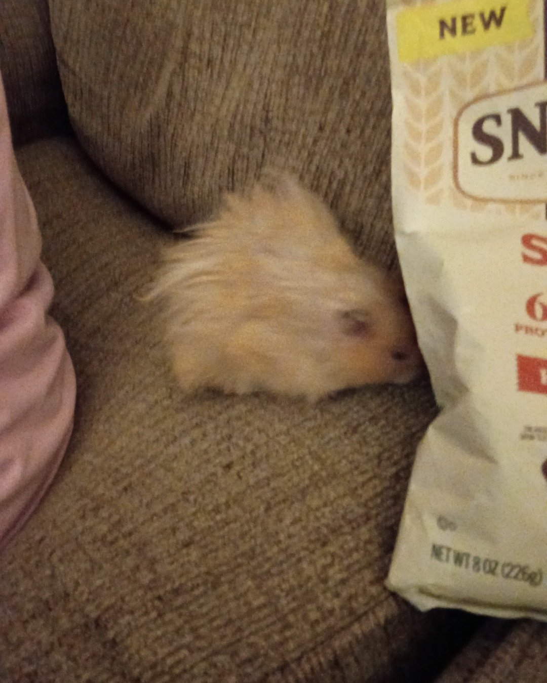 Alex the golden hamster. Rat, Rodent, Hamster