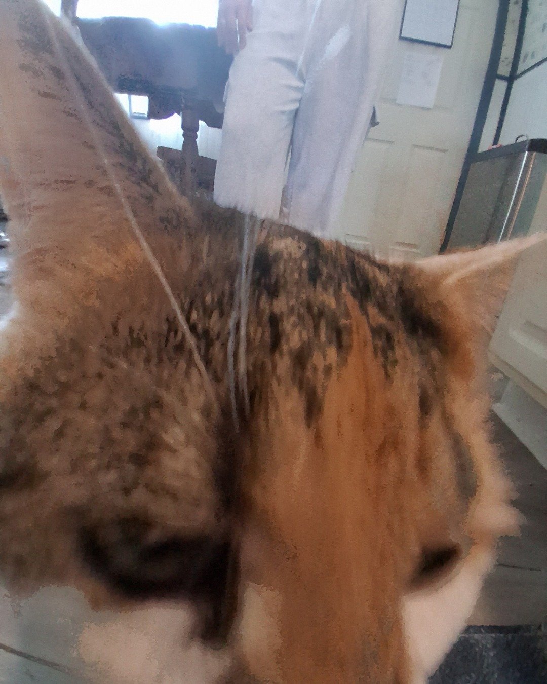 Callie the Calico maincoon. Cat, Abyssinian, Person