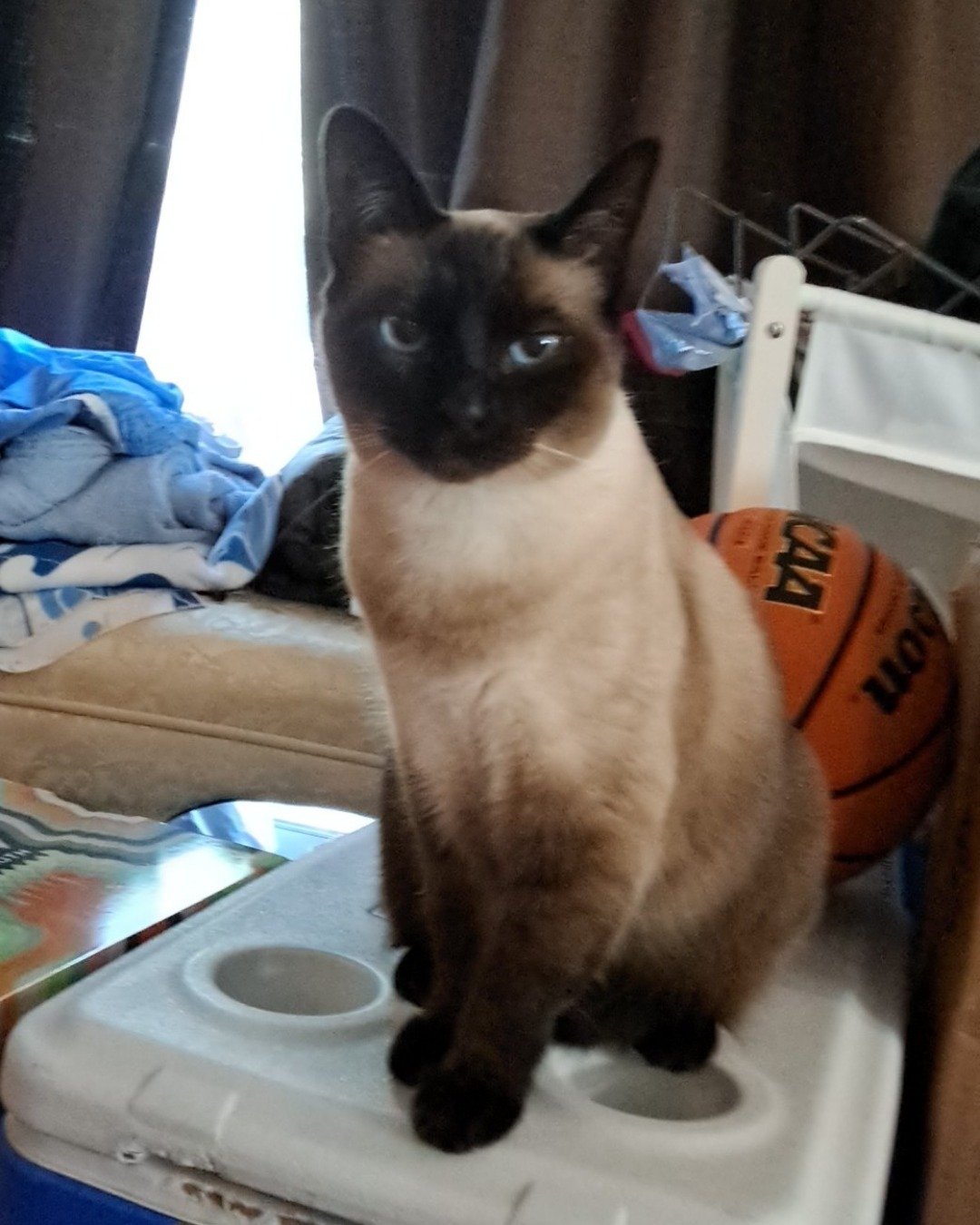 Luna🌙💫 (twin of Stella) the Siamese. Ball, Basketball, Basketball (Ball), Sport, Cat, Siamese