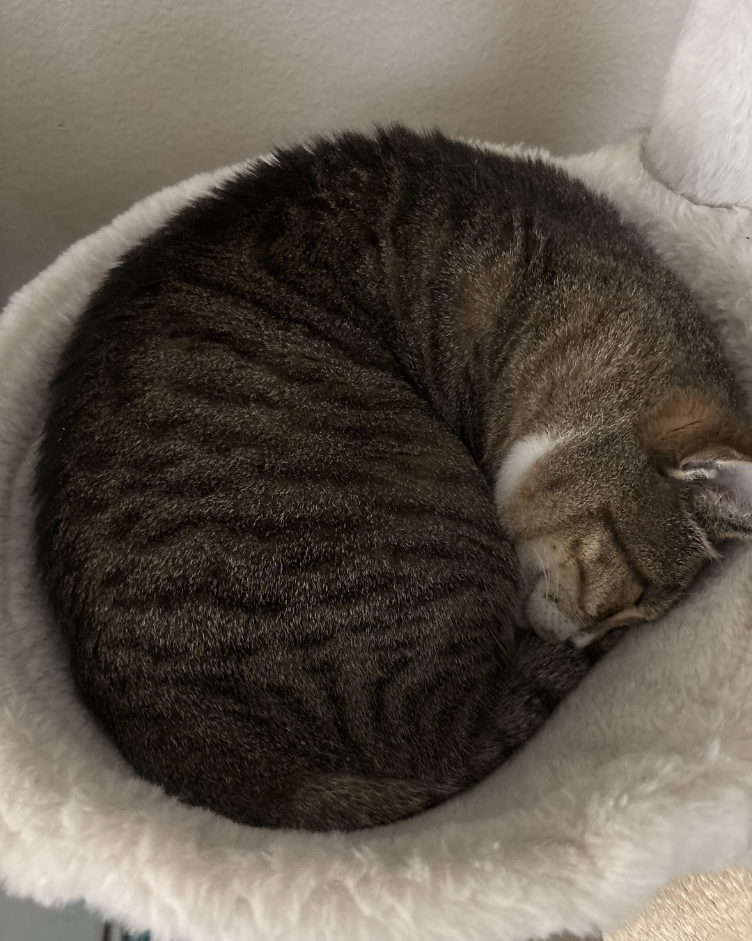 Jasper — Cat, Manx