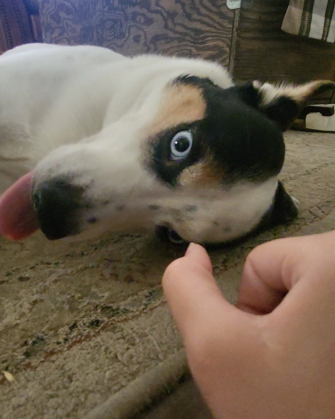 Billy the 1/4 Chihuahua 3/4 Queensland healer. Dog, Puppy, Hound, Husky, Ball, Sport