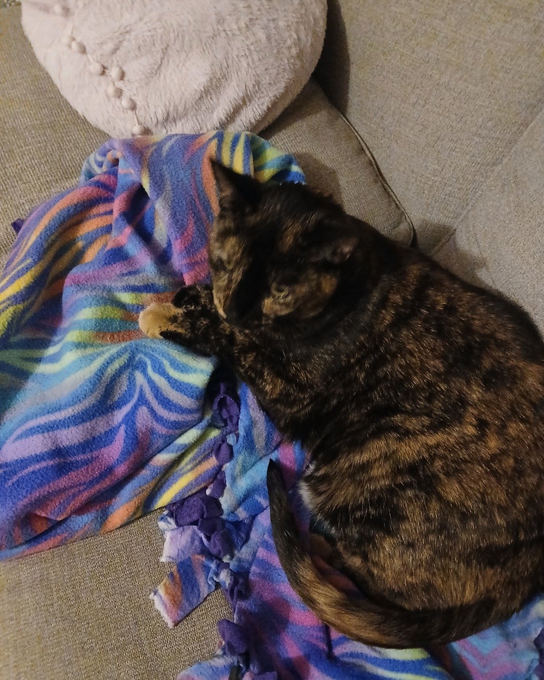 Sprinkles the tortoise shell (tortie). Couch, Furniture, Blanket, Home Decor, Cushion, Cat
