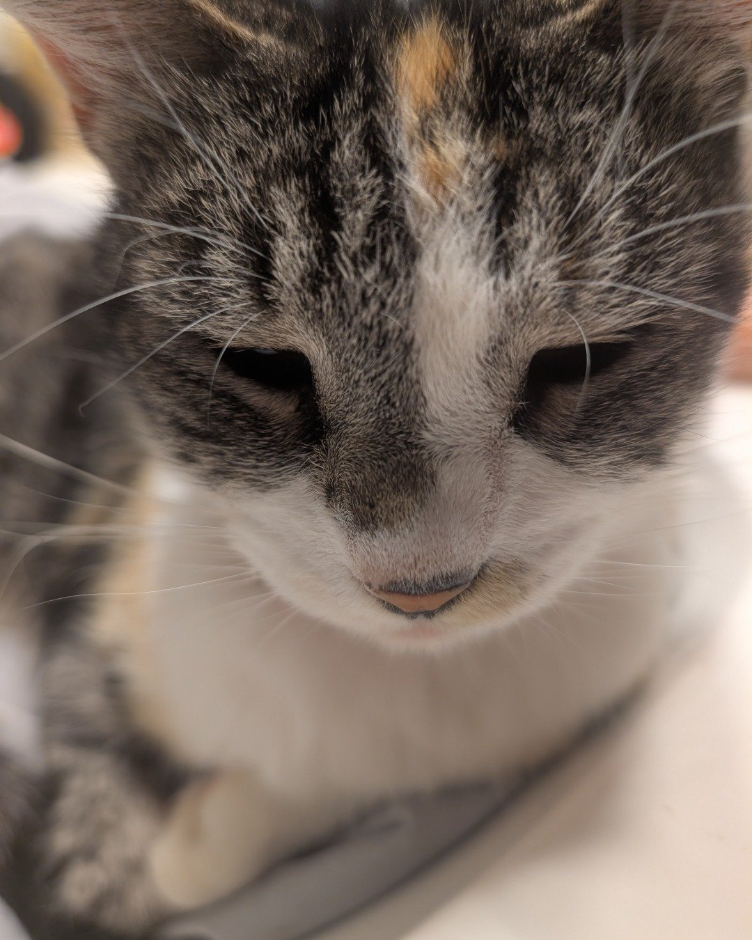Carmel the No idea what breed. Cat, Kitten, Abyssinian