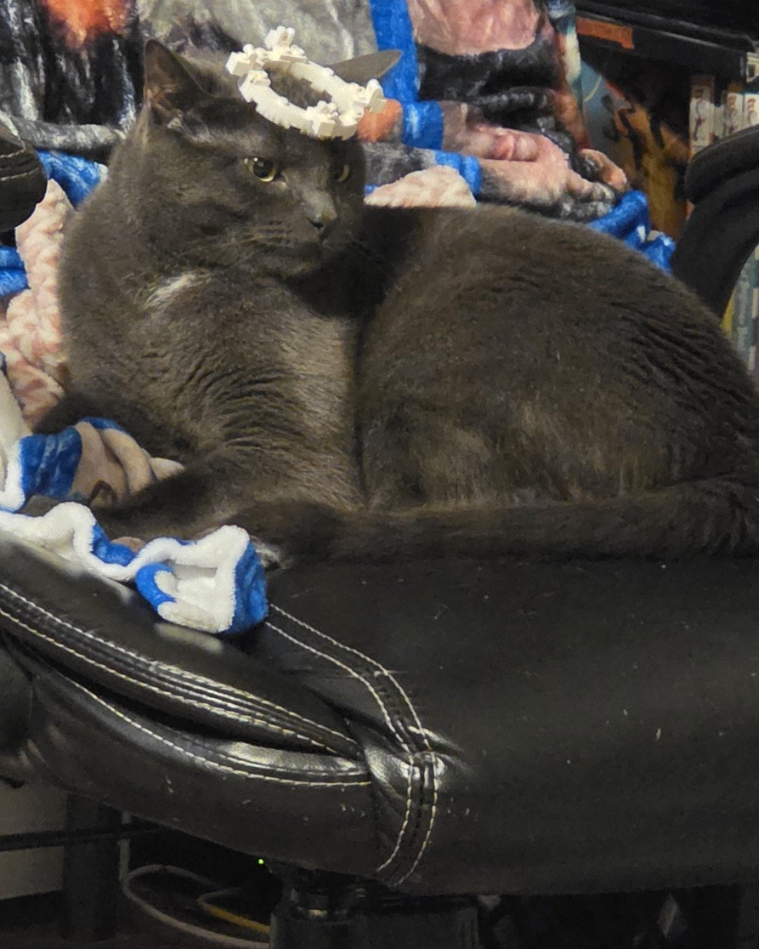 Happy. Cat