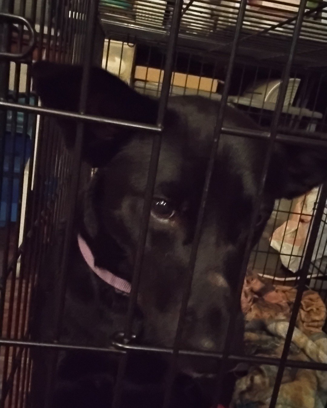jade the black lab and border collie