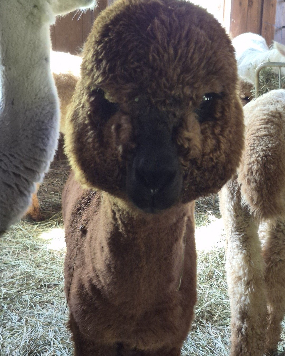 Nora i have multiple animals the German Shepherd.. Livestock, Sheep, Llama