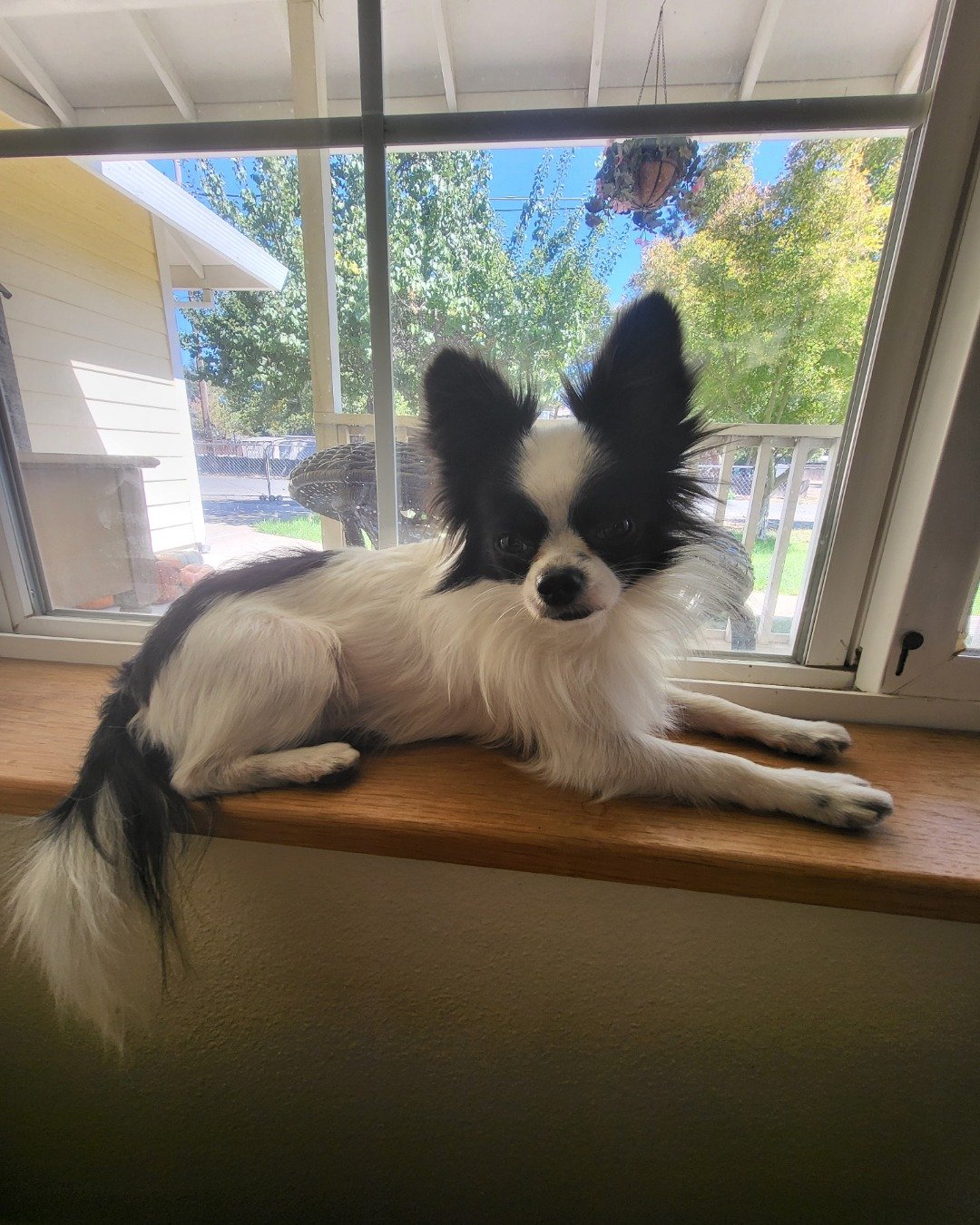 Danny the Long haired Chihuahua. Window, Dog, Cocker Spaniel, Papillon