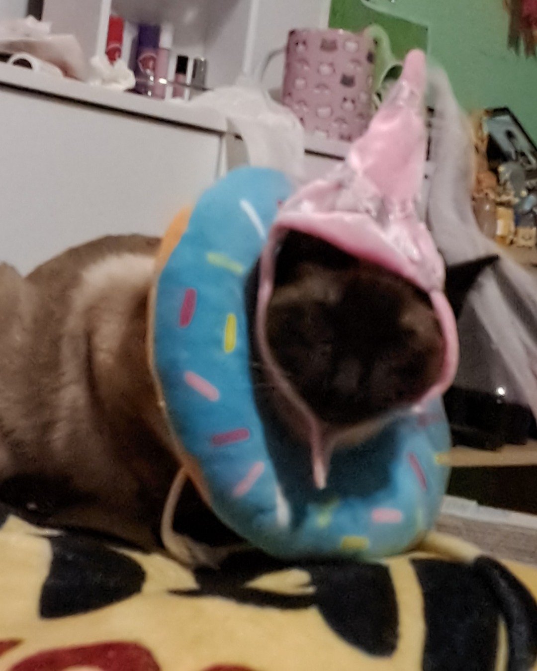 Luna🌙💫 (twin of Stella) the Siamese. Cushion, Home Decor, Clothing, Hat, Cat