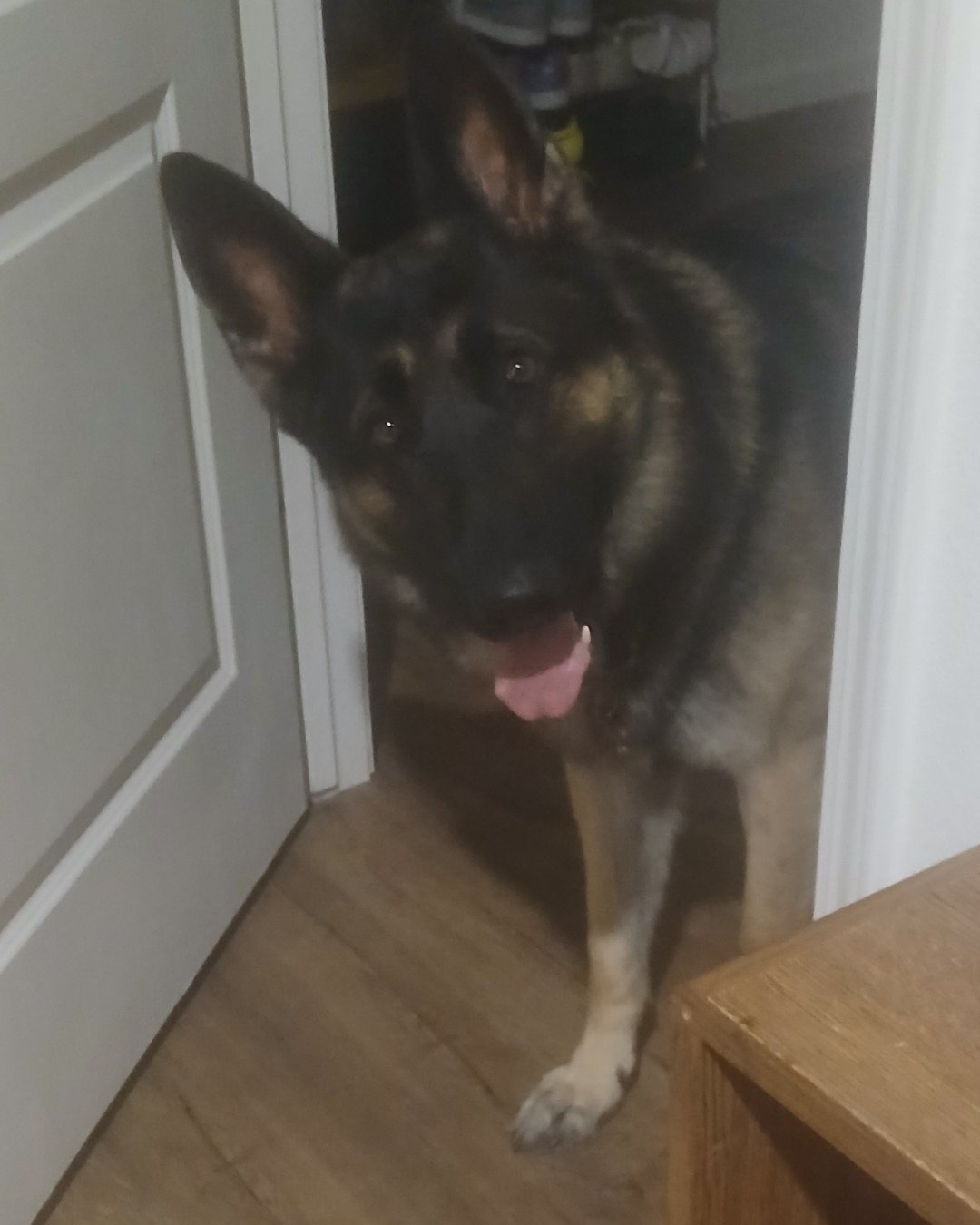 Toby. Dog, German Shepherd