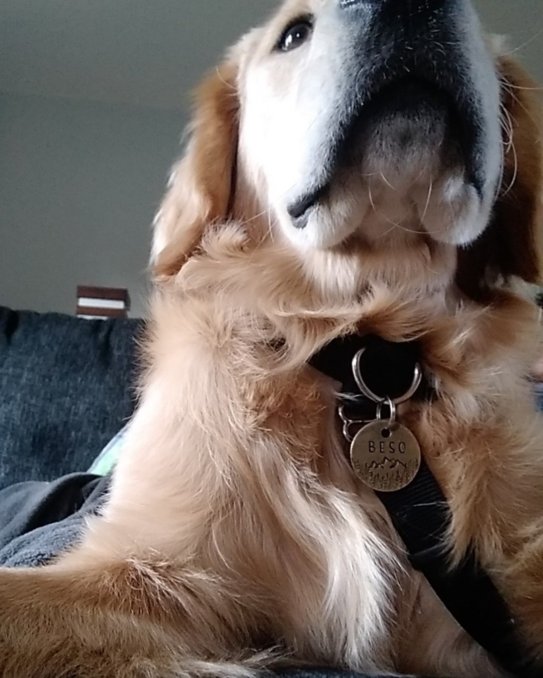 thatdogbeso the golden retriever. Dog, Puppy, Golden Retriever, Accessories, Couch, Furniture