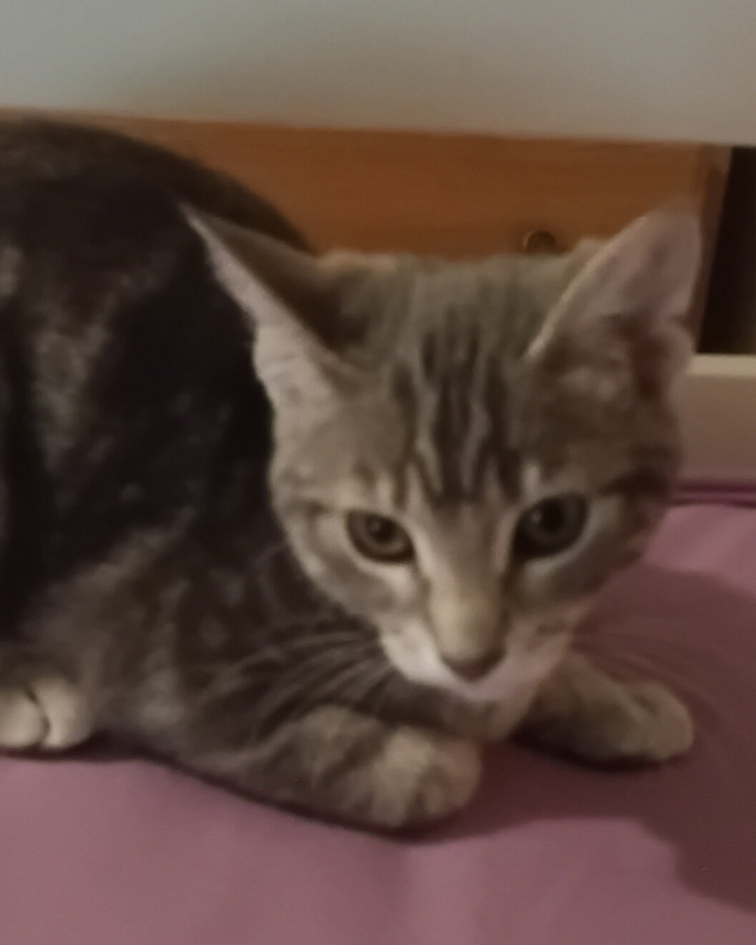 muffin the mutt. Cat, Kitten, Abyssinian