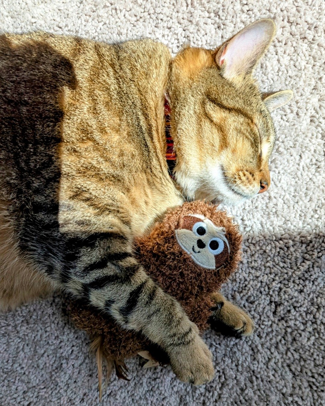 Cheddar Biscuit the Brown Tabby Shorthair. Abyssinian, Cat