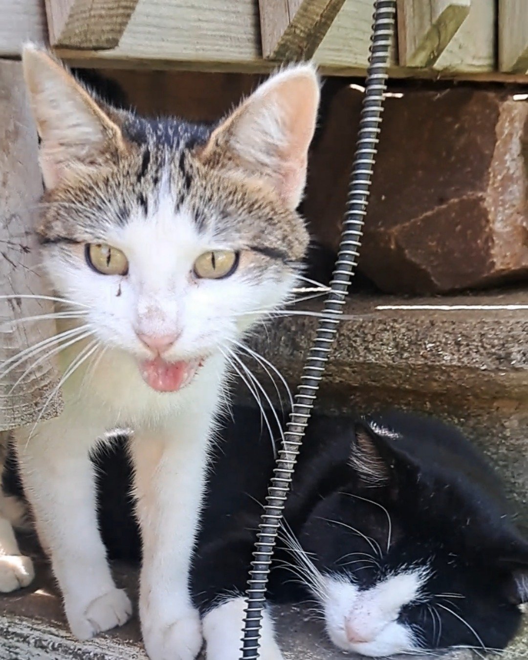 Queen. Cat, Kitten