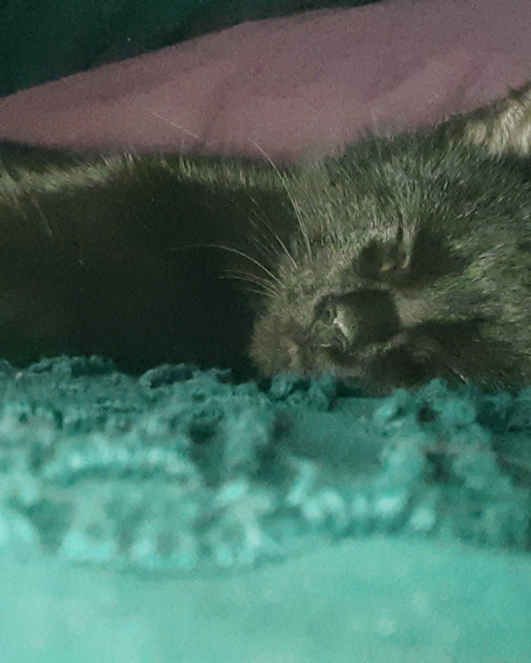 Thackery Binx 🖤 — Cat, Kitten
