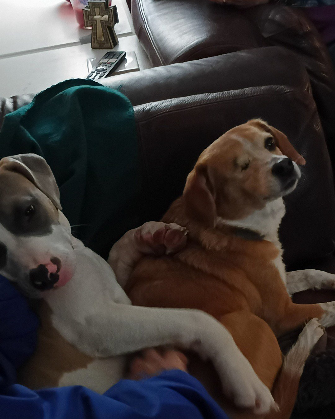 Lucy the beagle Pomeranian and chihuahua. Dog, Hound, Couch, Furniture, Puppy, Cushion