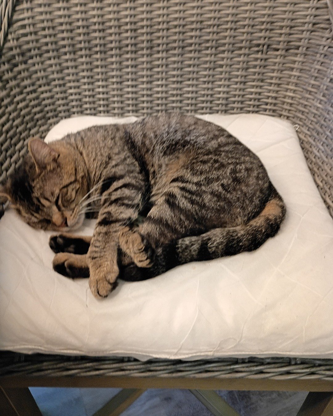 Binks the black cat. Furniture, Cat