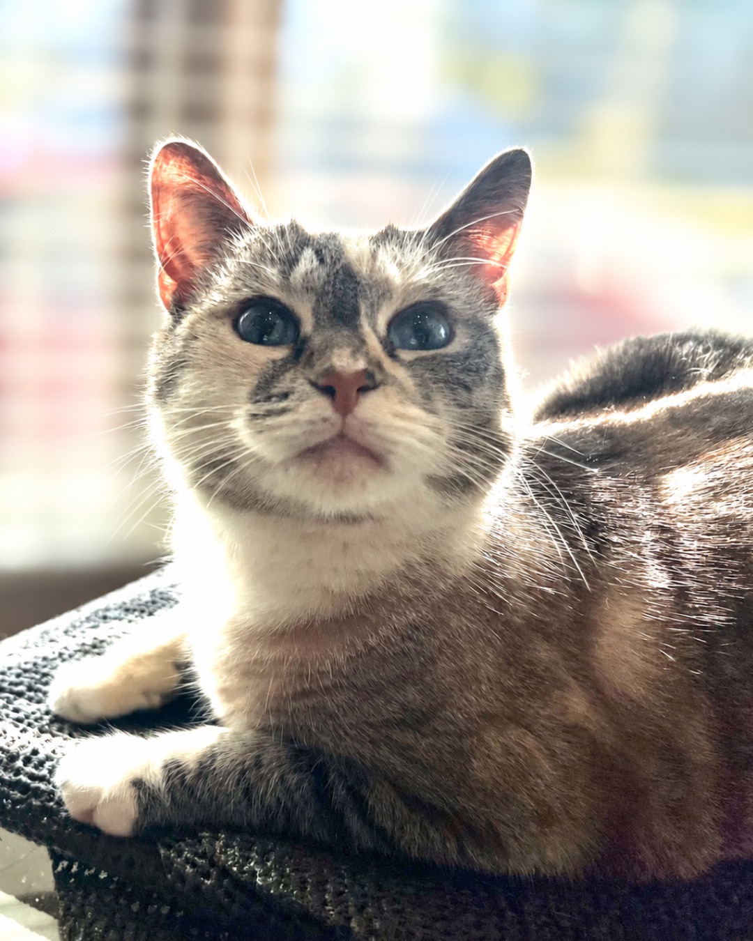 An-Gel the Siamese. Cat, Manx, Abyssinian