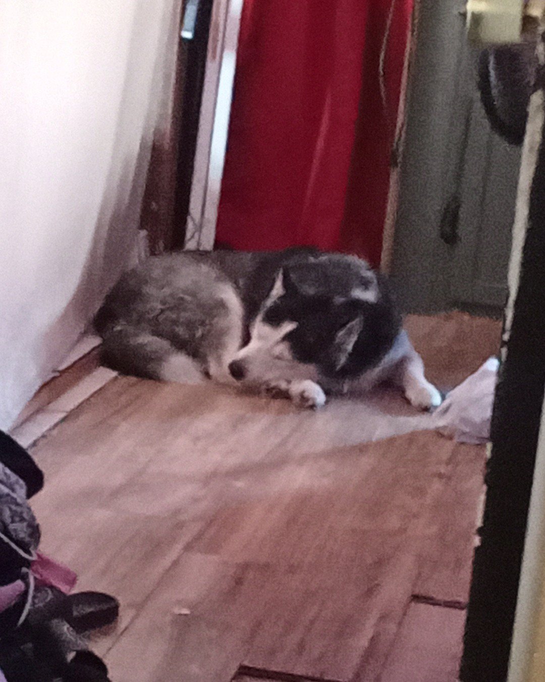 Max Preter the purebred Siberian husky. Dog, Husky, Floor, Flooring, Wood, Puppy