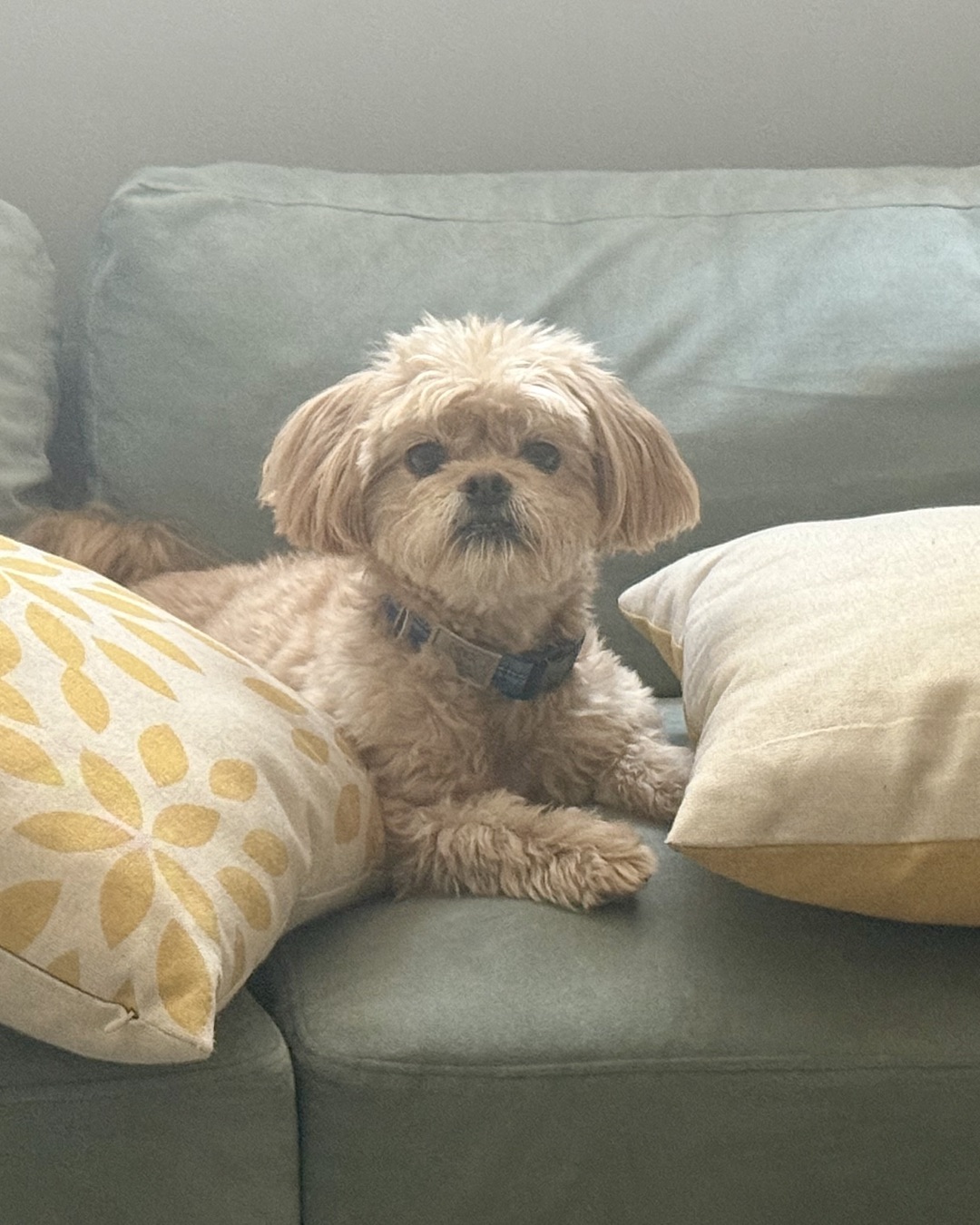 Chewie the Peekapoo