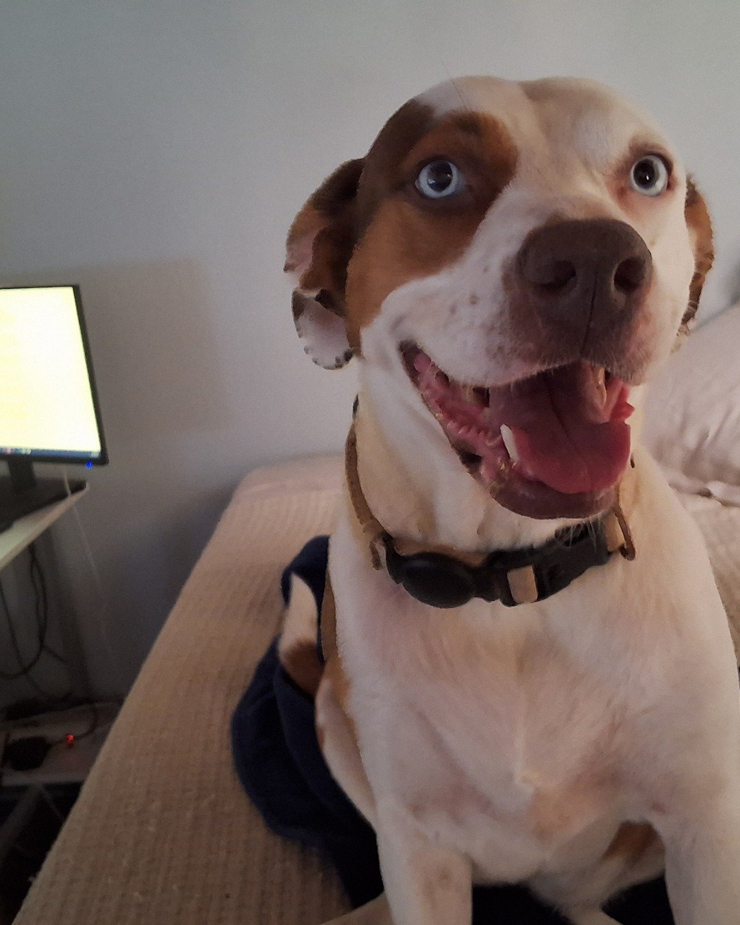 Daisy the Australian shepherd pit bull mix. Computer Hardware, Electronics, Hardware, Monitor, Screen, TV