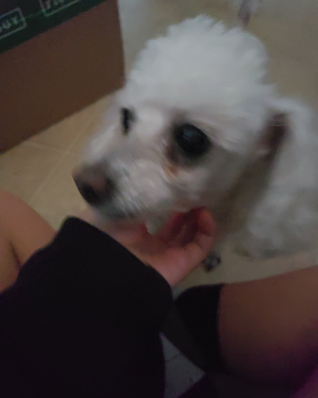 Zoe the teddy bear. Dog, Puppy, White Dog, Poodle