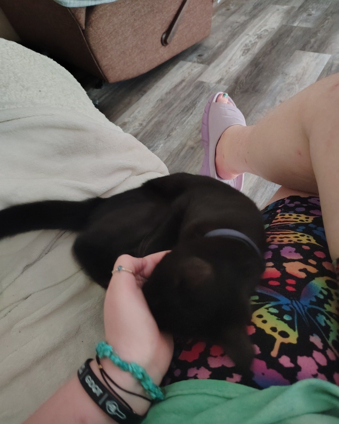 Fish. Dog, Puppy, Accessories, Bracelet, Jewelry, Couch