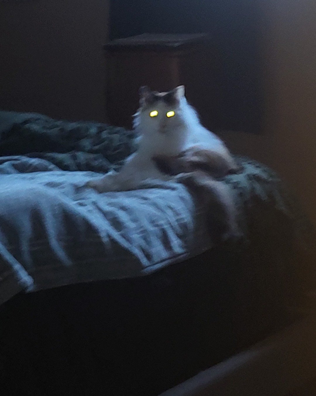 daisy. Furniture, Bed, Bedroom, Indoors, Room, Cat