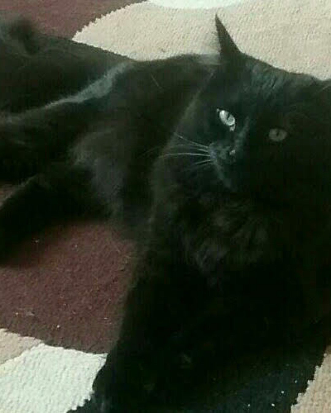 Sylvester the Unsure. Cat, Black Cat