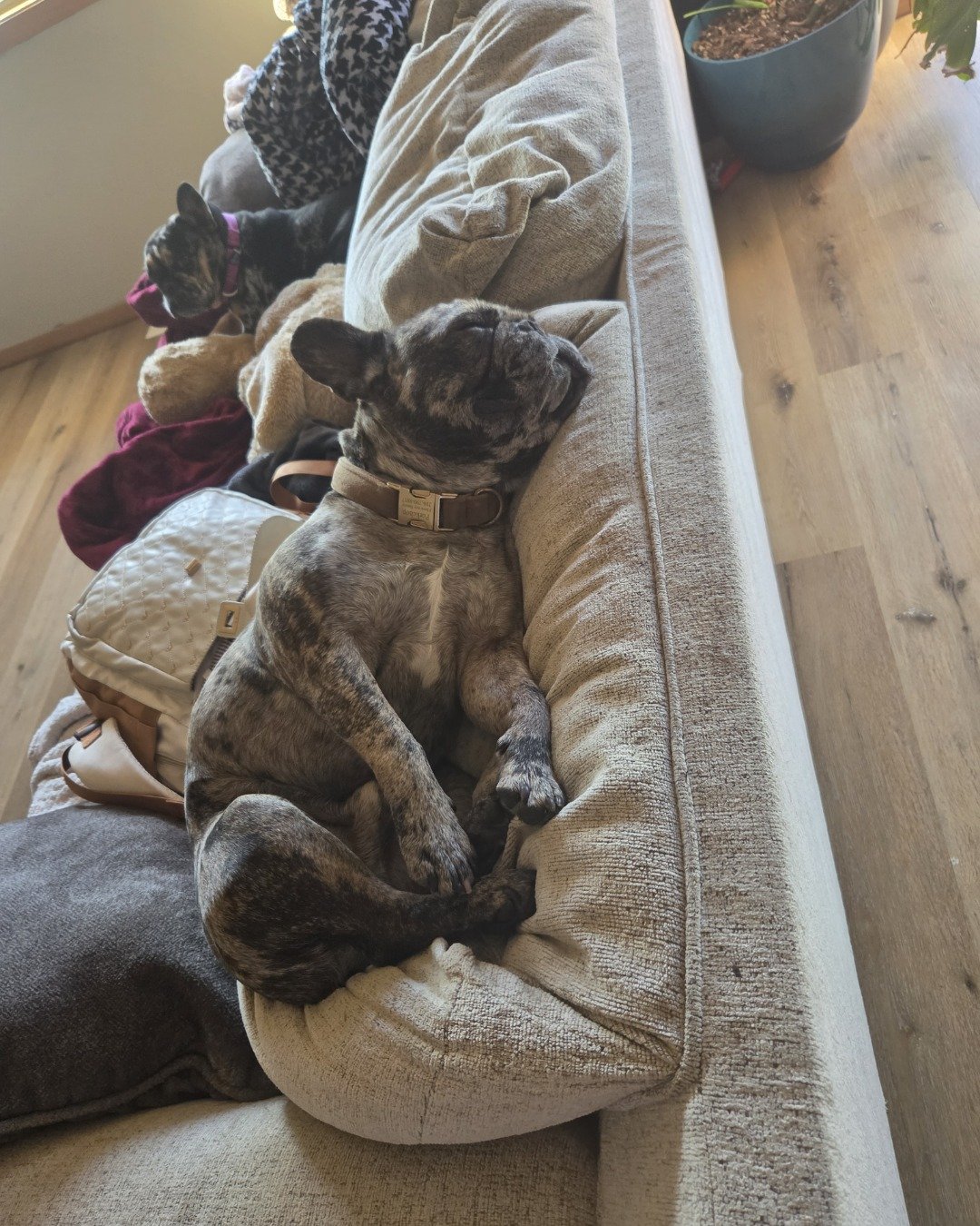Porkchop the frenchton. Dog
