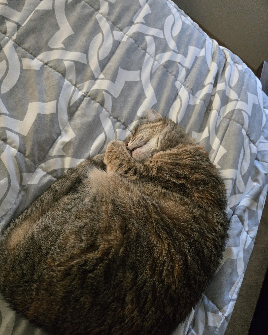 Lucy the tabby. Person, Sleeping, Cushion, Home Decor, Couch, Furniture