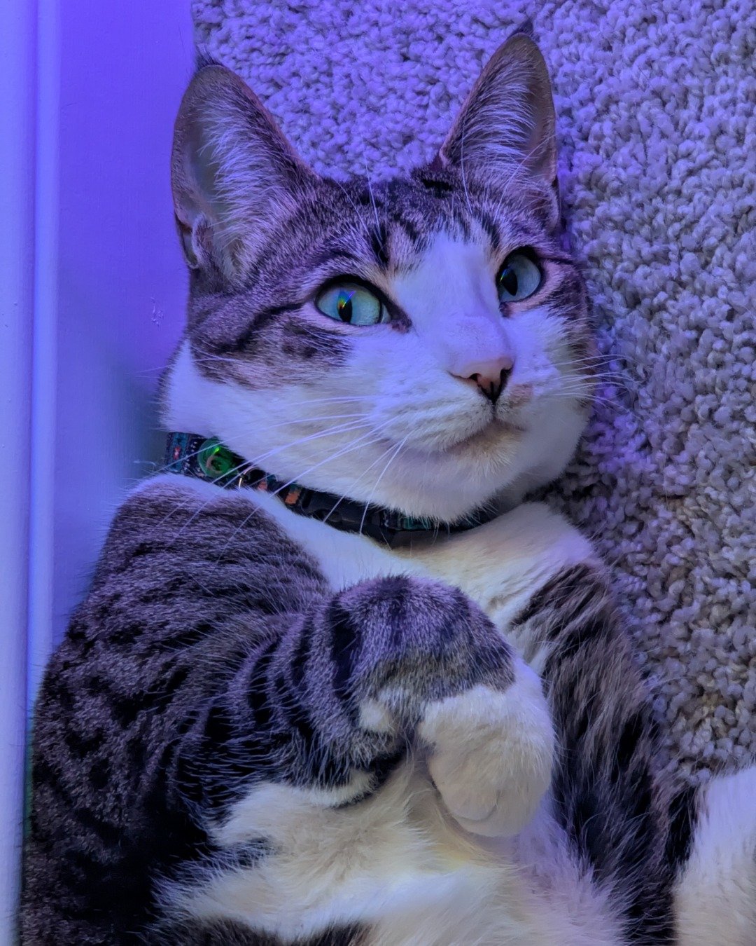 Kima the Piebald Shorthair. Purple, Cat, Kitten, Manx