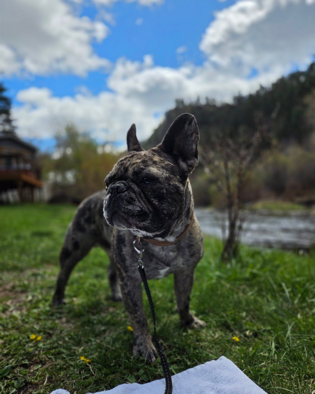 Porkchop the frenchton. Grass, Plant, Bulldog, Dog, French Bulldog, Soil