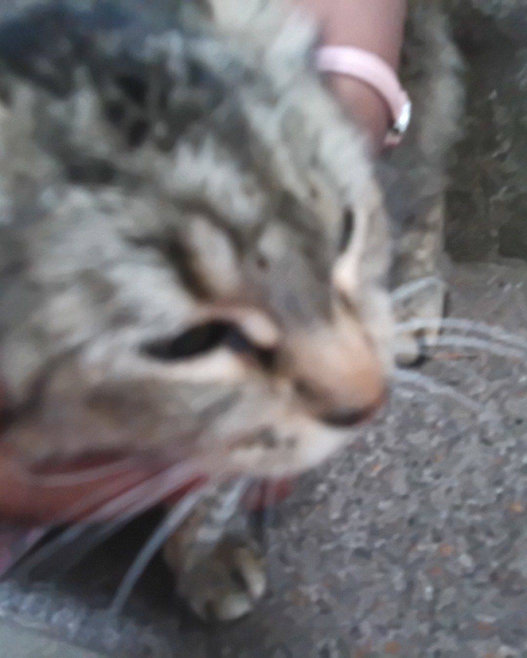 Bella bee the tabby. Cat, Kitten, Dog