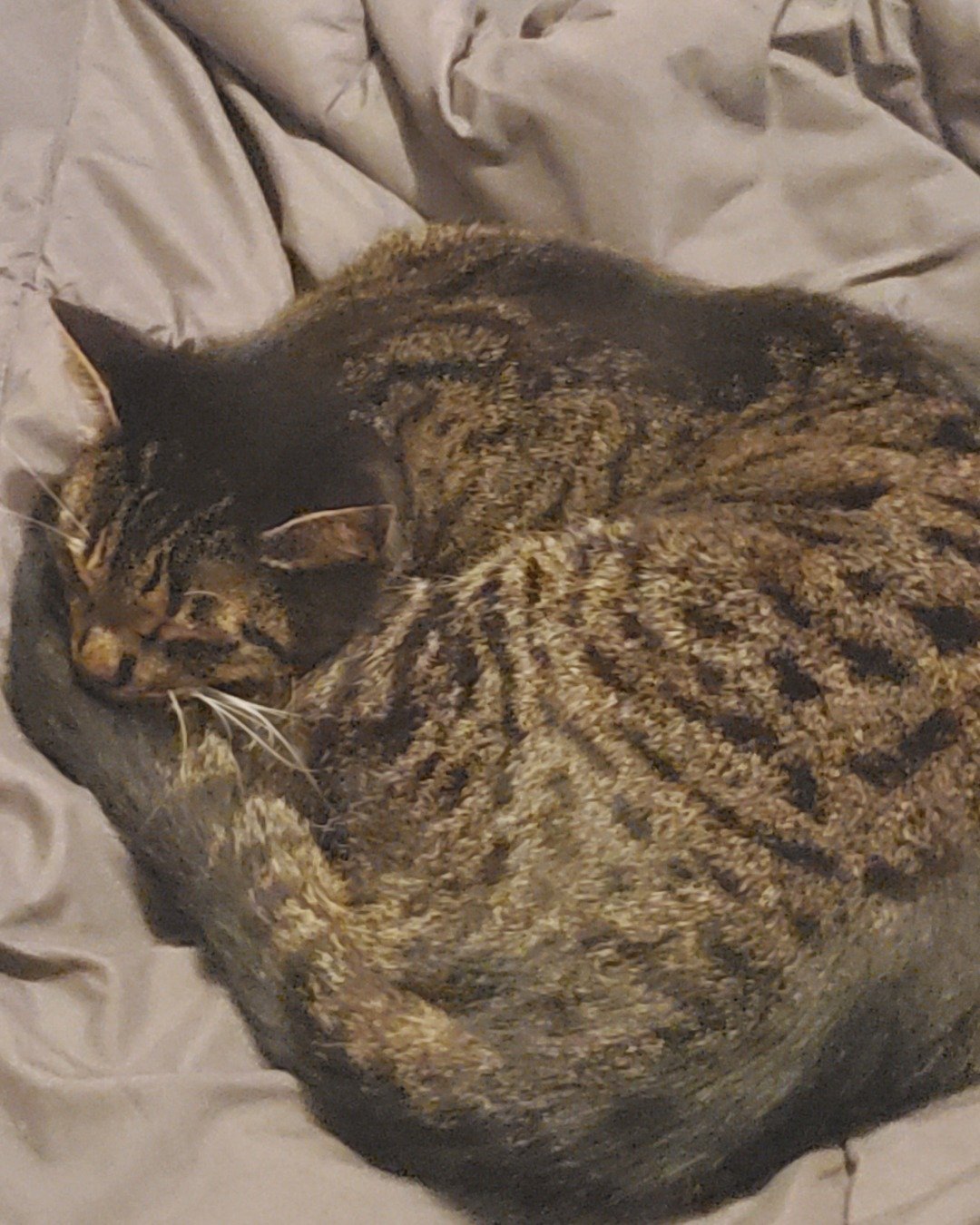 clover569 the guinea pig. Abyssinian, Cat, Person, Sleeping