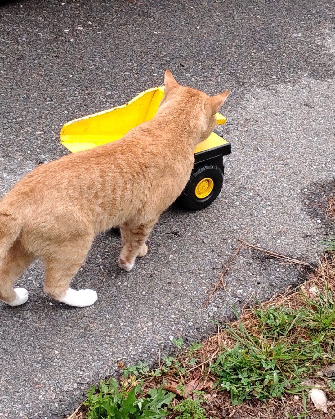 caramel the orange cat. Soil, Plant, Potted Plant, Machine, Spoke, Grass
