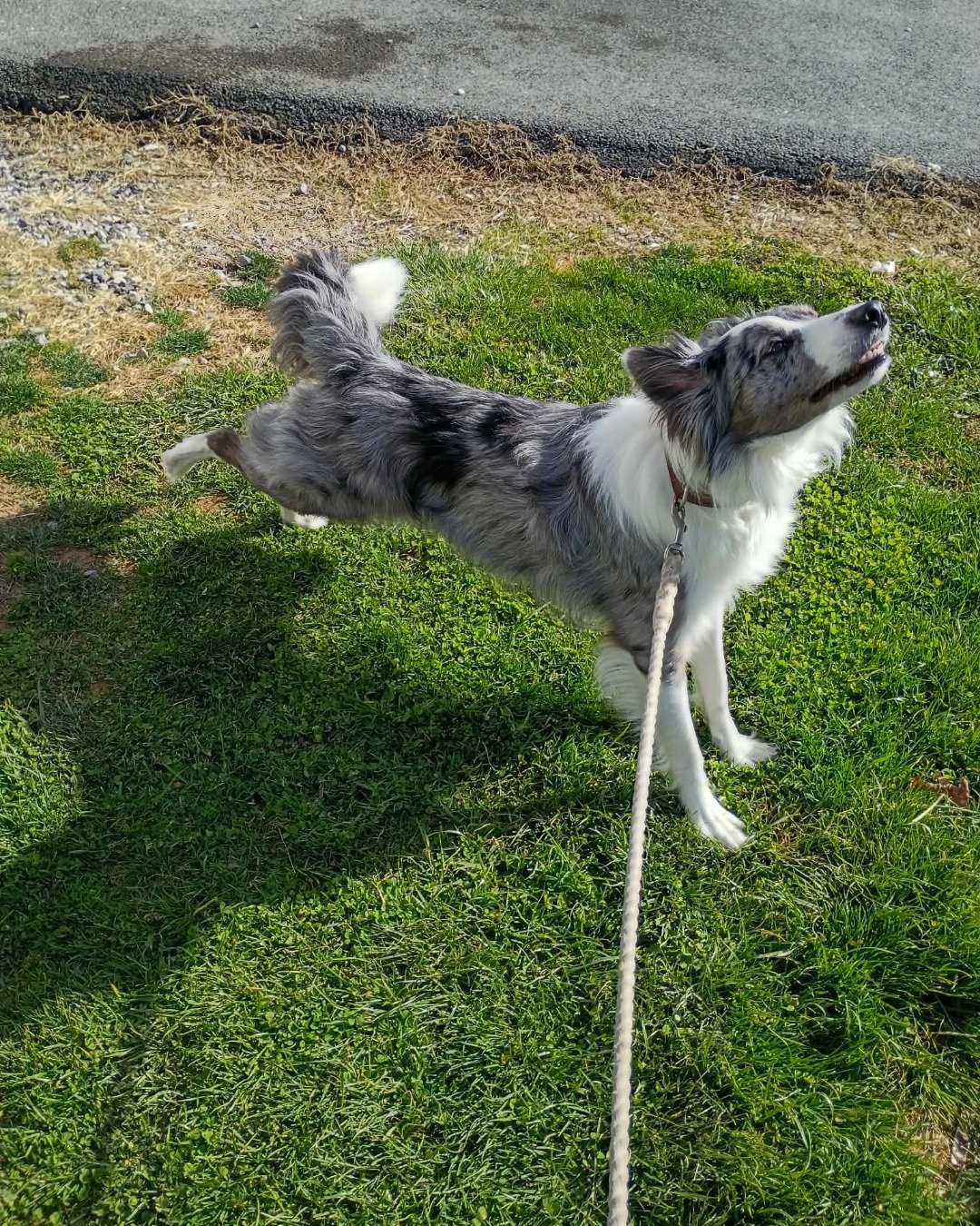fenrir the border collie. Accessories, Strap, Grass, Plant, Dog, Leash