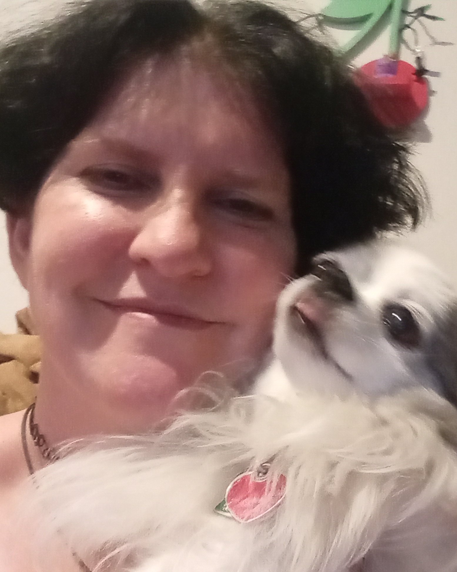 Patches the Long Hair Chihuahuas. Person, Accessories, Jewelry, Necklace, Dog, Puppy