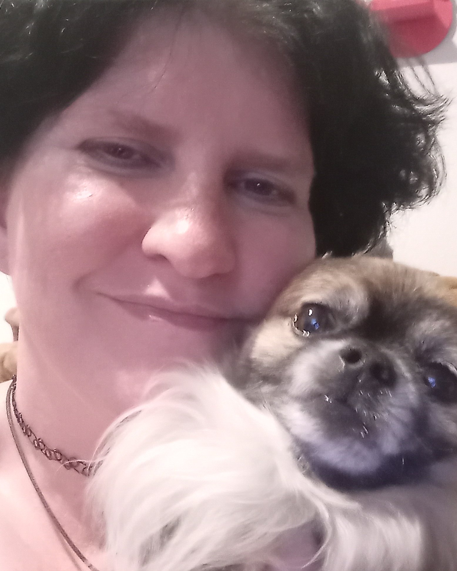 Rocko the Long Haired Chihuahua. Accessories, Jewelry, Necklace, Person, Dog, Puppy
