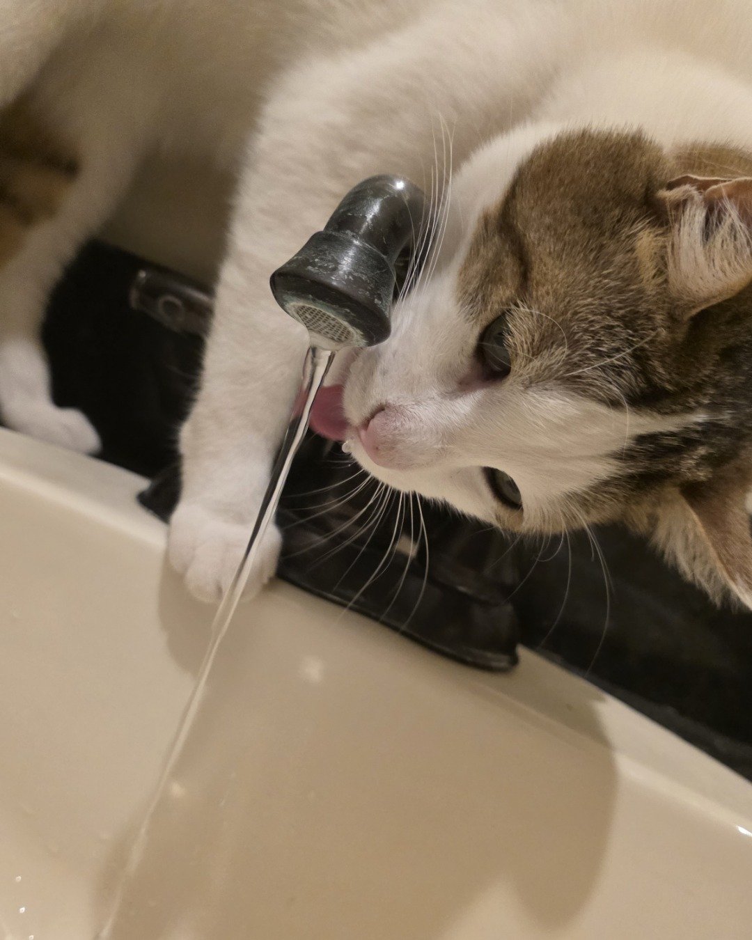 Rascal. Cat, Machine, Screw, Sink, Sink Faucet