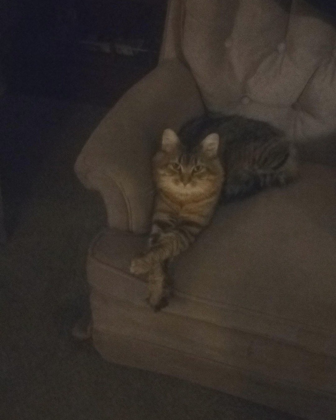 Booey; Baby Boy; Ka-Booey; Boo-Titters the MaineCoon Mix, Tabby. Couch, Furniture, Chair, Cat, Armchair