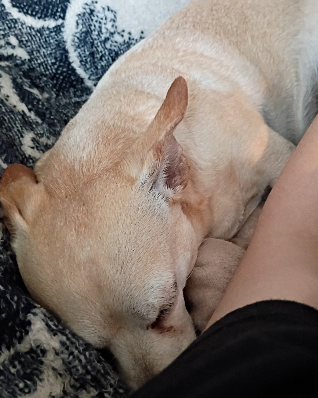 Simba. Dog, Puppy, Chihuahua