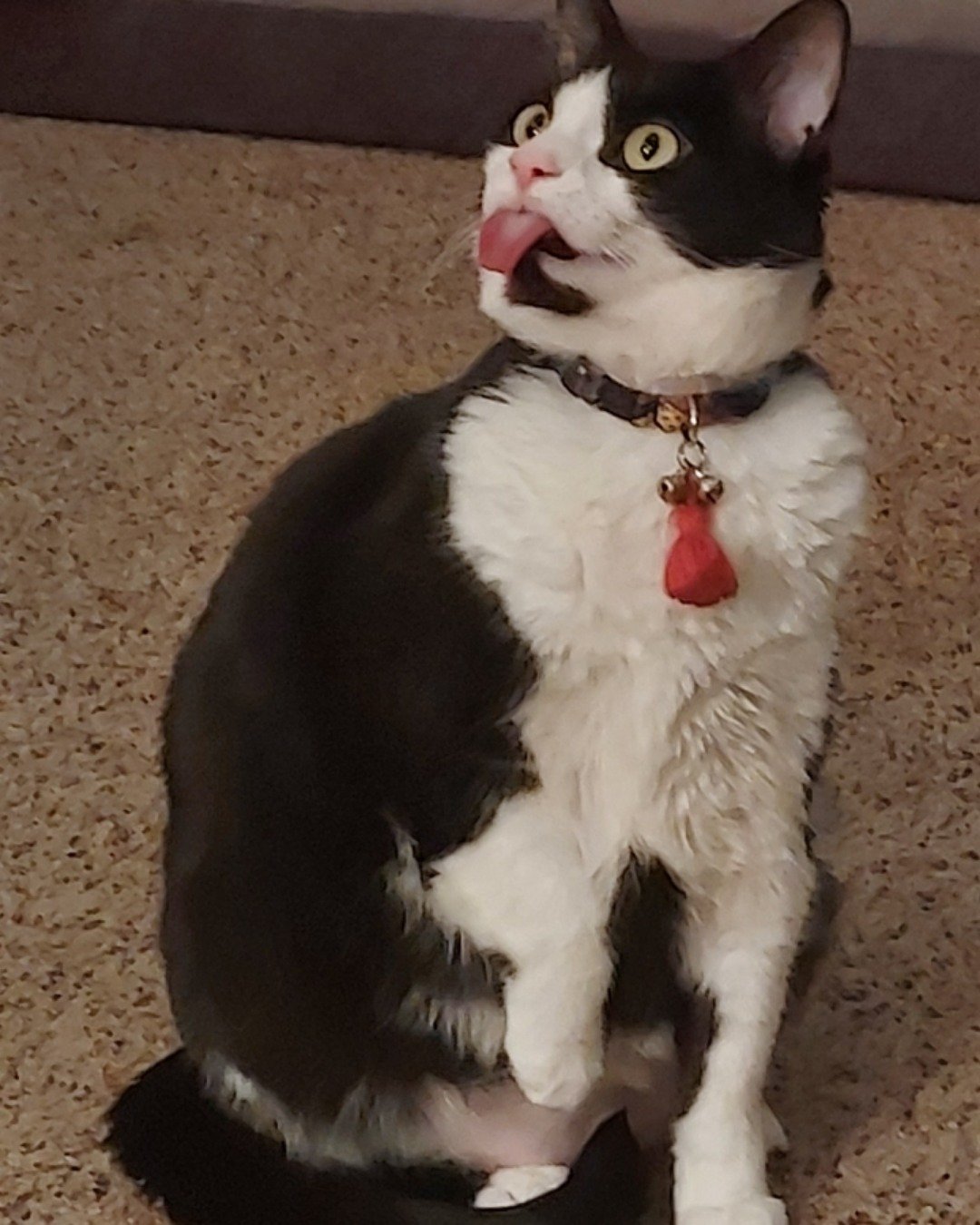 Salem. Accessories, Jewelry, Necklace, Cat, Body Part, Mouth