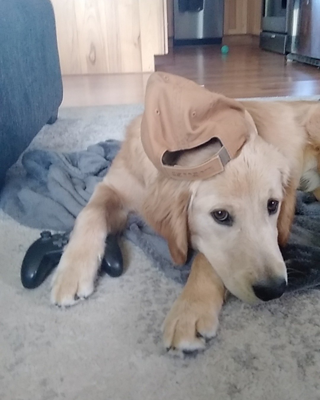 thatdogbeso the golden retriever. Dog, Golden Retriever, Puppy, Floor
